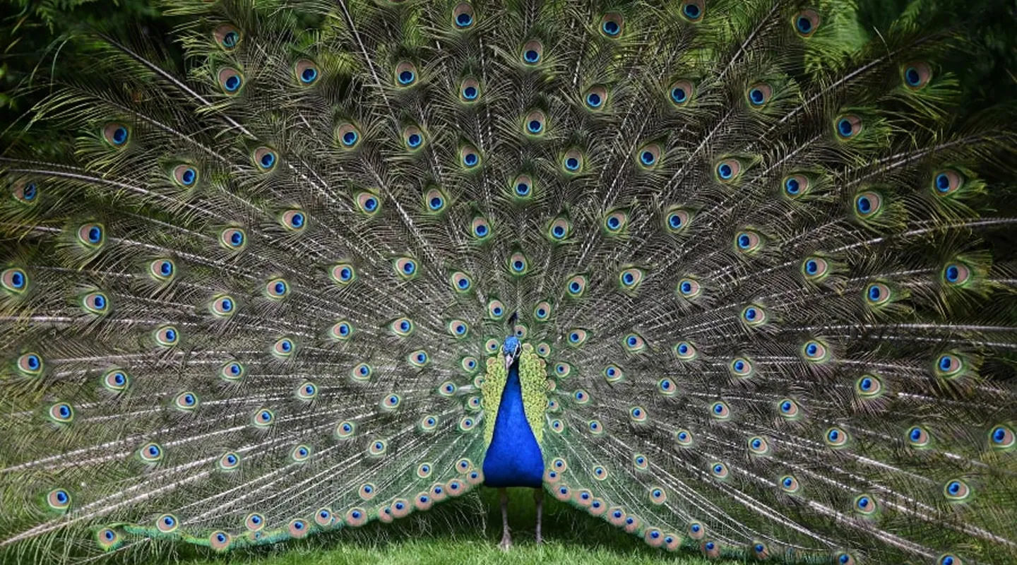 A peacock displaying its feathers