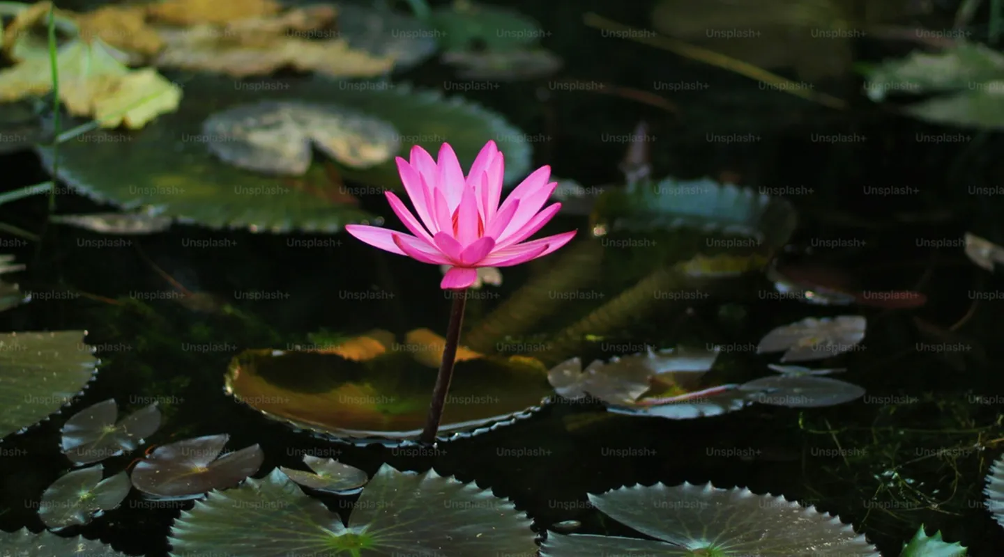 A water lily
