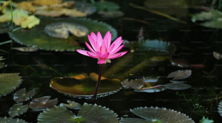 A isolated pink lily floating on a lake.